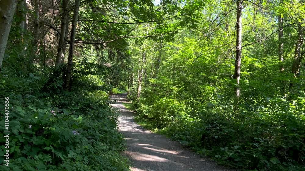 Hiking path with beautiful greenery lining the way and wind blowing a breeze through the trees Hiking path with beautiful greenery lining the way and wind blowing a breeze through the trees