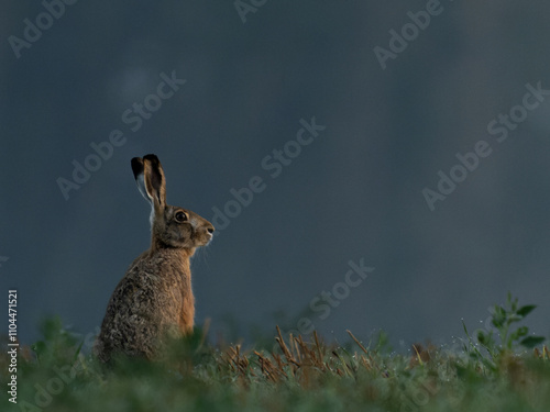 Feldhase im Morgentau photo