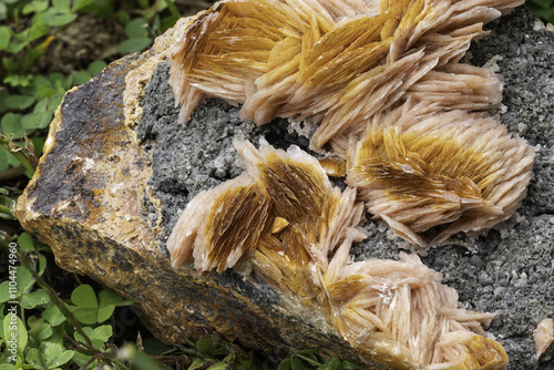 Detailed macro photography of radiant golden barite crystals emerging from a rough grey rock, highlighted against a backdrop of green foliage