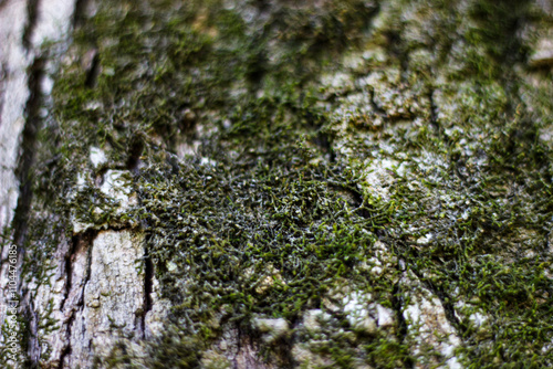 gray and green moss filling tree trunk and