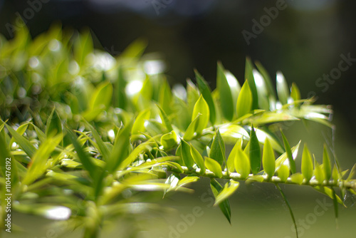 Blue sky with green leafs in Porto Alegre RS Brazil