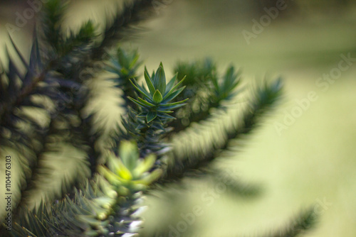 Branches of the araucaria tree