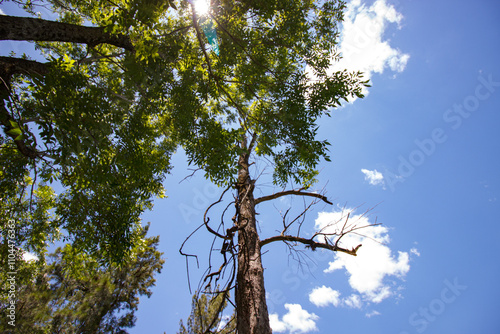 Blue sky with green leafs in Porto Alegre RS Brazil