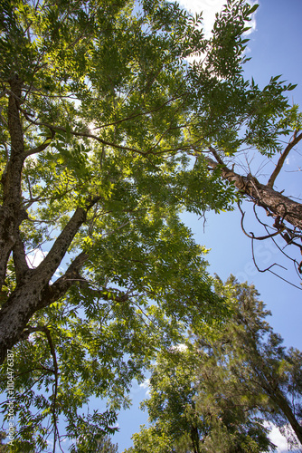 Blue sky with green leafs in Porto Alegre RS Brazil
