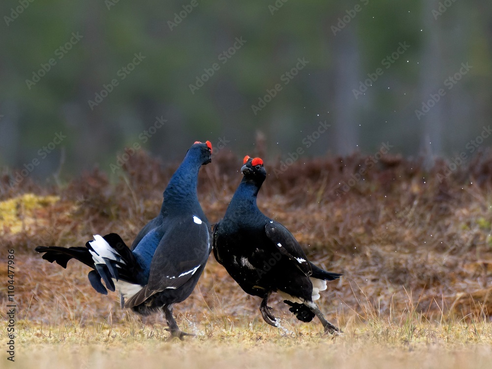 Birkhähne im Kampf