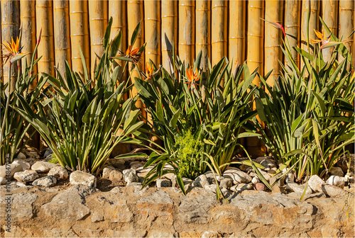 Bird of Paradise flowers growing in a stone flower bed