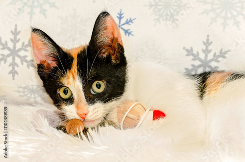 Calico kitten playing with stuffed Christmas toy