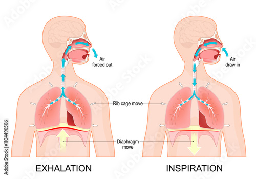 Breathing. Exhalation and Inspiration