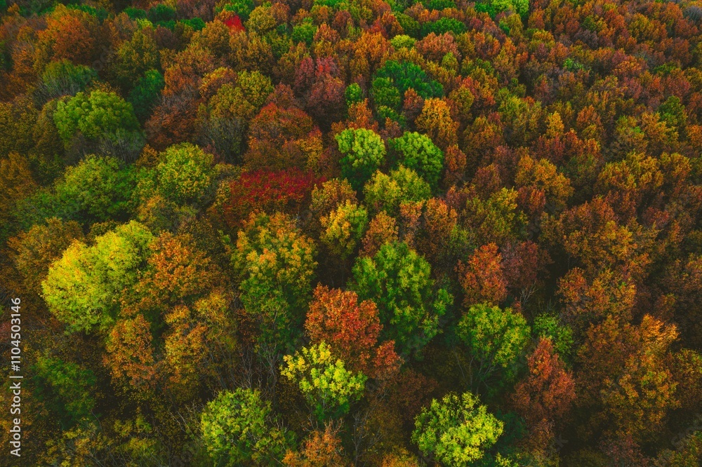 Vibrant Autumn Forest Aerial View Vibrant Autumn Forest Aerial View