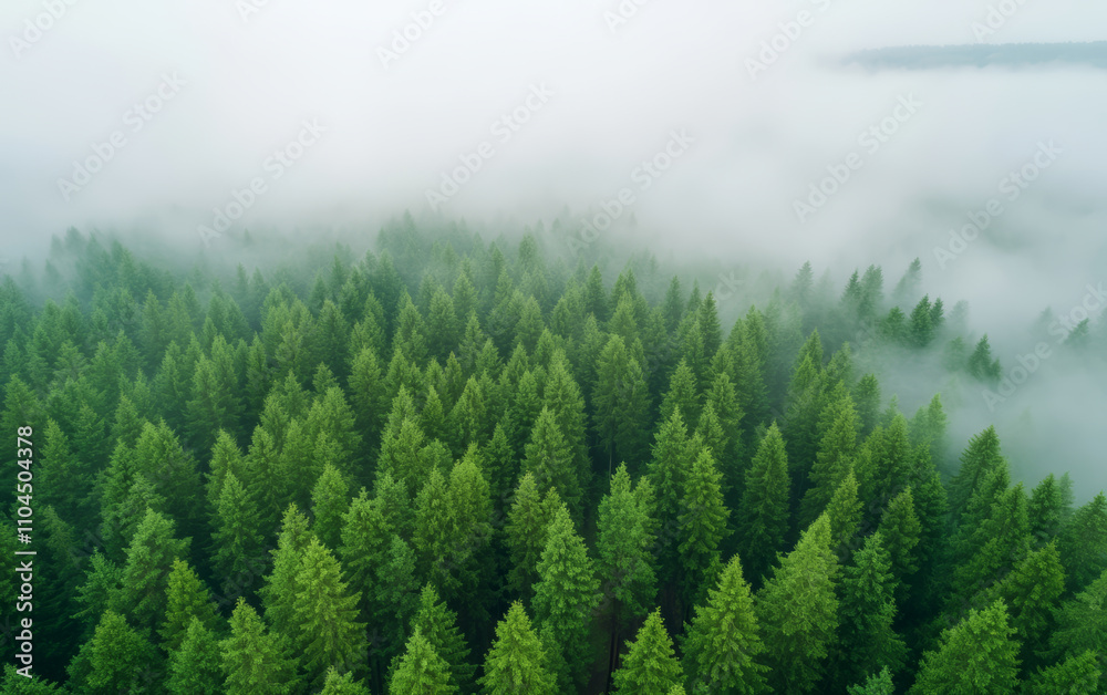 Commercial background of mountain forest natural scenery
Commercial background of mountain forest natural scenery