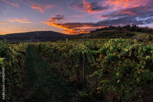 Vineyard at sunset with warm glow photo