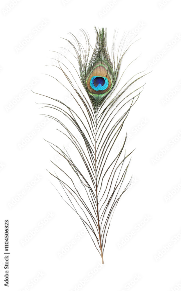 Fototapeta premium One beautiful peacock feather isolated on white
