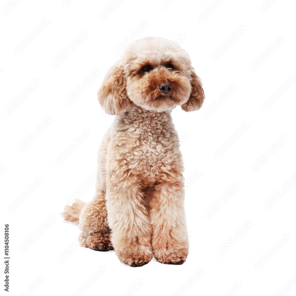 Cute Toy Poodle dog on white background. Lovely pet Cute Toy Poodle dog on white background. Lovely pet