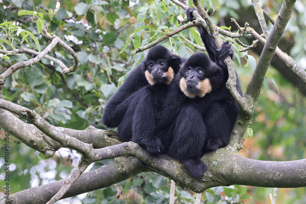 The yellow-cheeked gibbon (Nomascus gabriellae), also called the golden-cheeked gibbon
