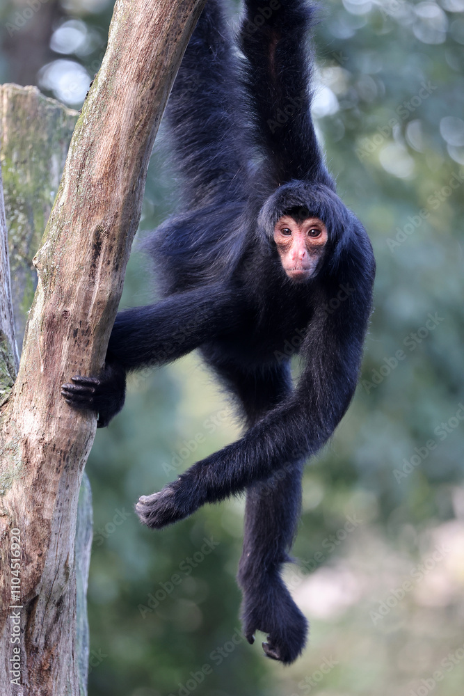 The red-faced spider monkey (Ateles paniscus), also known as the Guiana spider monkey or red-faced black spider monkey