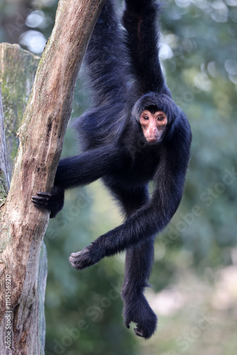 Obraz na płótnie The red-faced spider monkey (Ateles paniscus), also known as the Guiana spider monkey or red-faced black spider monkey w salonie