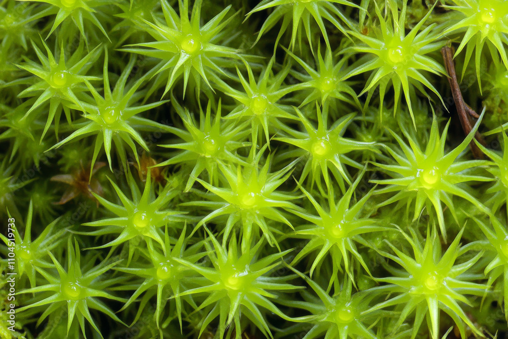 Bright green moss texture, dense and soft, covering uneven ground with vibrant life and intricate detail Bright green moss texture, dense and soft, covering uneven ground with vibrant life and intricate detail
