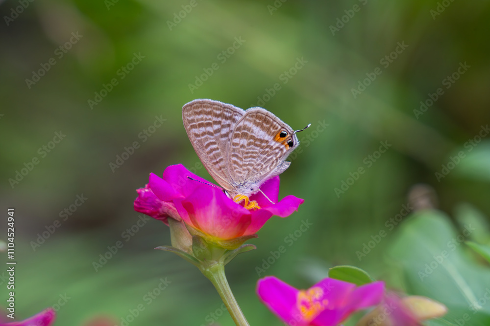 Fototapeta premium ウラナミシジミ