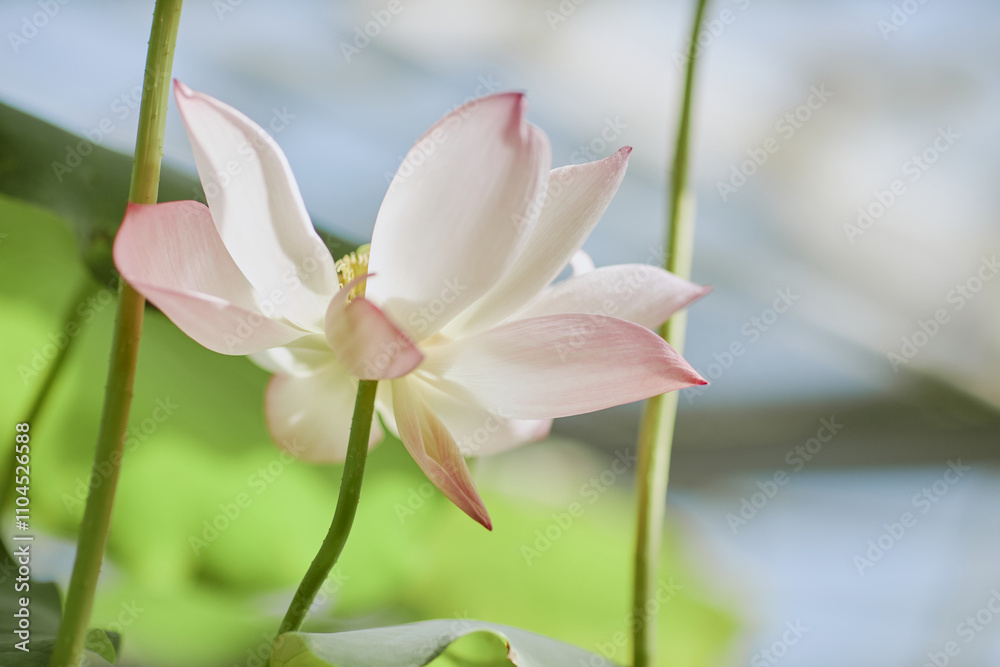 Close-up shot of beautiful nelumbo flower blooming while growing in pond, copy space Close-up shot of beautiful nelumbo flower blooming while growing in pond, copy space