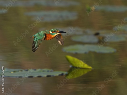 Eisvogel im Flug photo