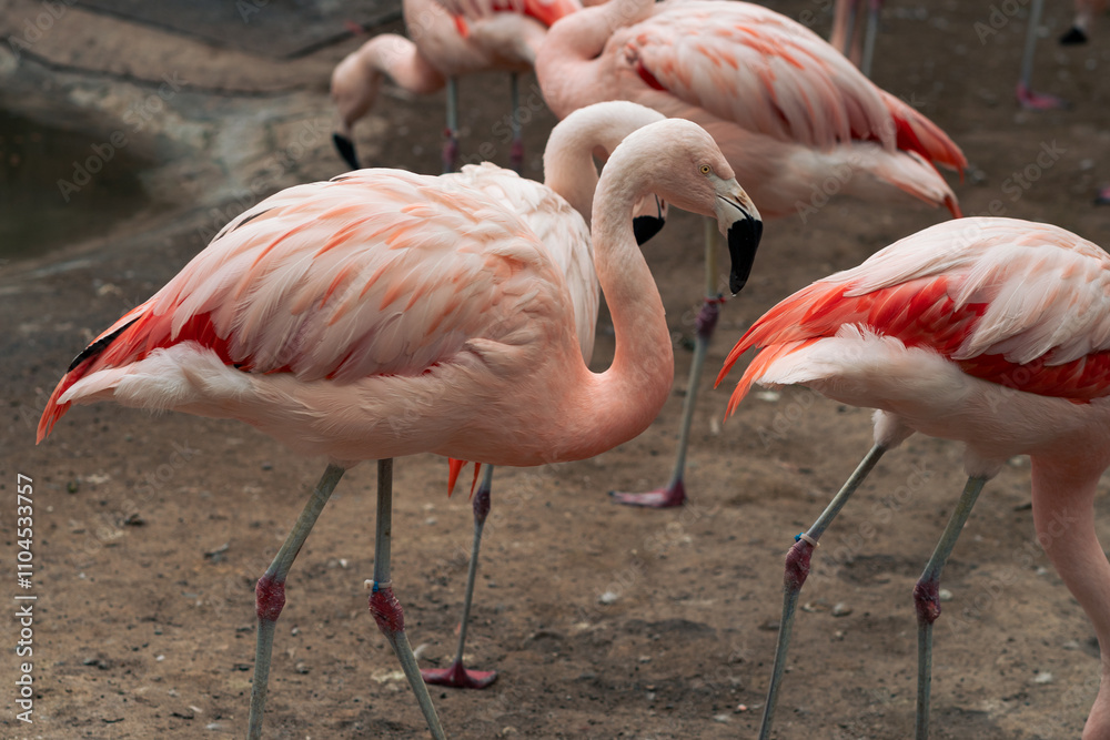 View of adult flamingos walking, drinking water from a puddle and hanging out in a natural zoo on a cloudy day. No people, just in their natural environment. View of adult flamingos walking, drinking water from a puddle and hanging out in a natural zoo on a cloudy day. No people, just in their natural environment.