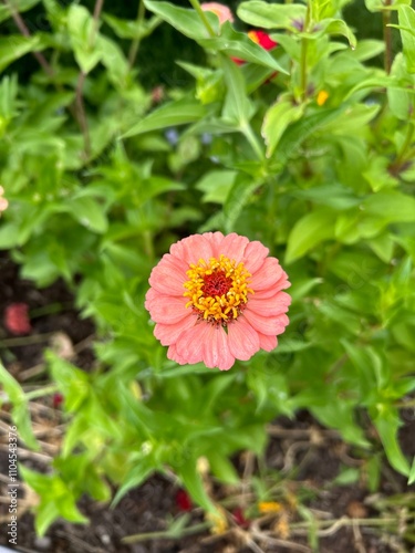 A pink zinnia with a yellow center stands out amidst green foliage in a garden, with other zinnias subtly visible in the background.
