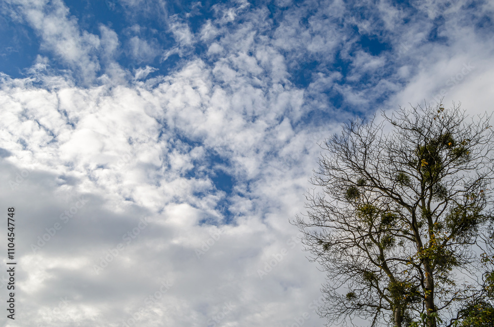 Leafless trees, with mistletoe on the branches Leafless trees, with mistletoe on the branches
