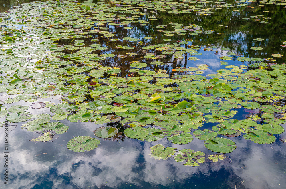 Water lily leaves on the surface of a puddle Water lily leaves on the surface of a puddle