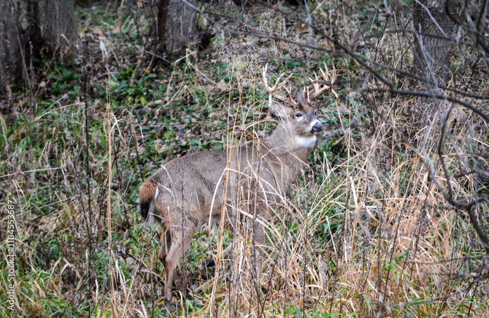 Michigan Buck and his Does