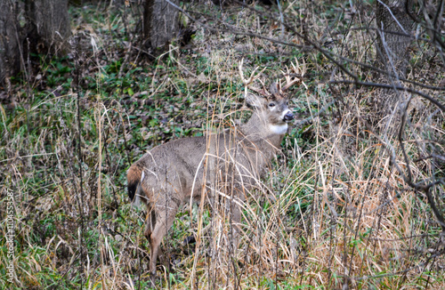 Obraz na płótnie Michigan Buck and his Does w salonie