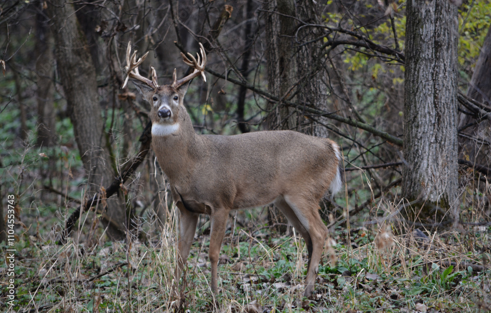 Michigan Buck and his Does