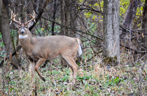 Obraz na płótnie Michigan Buck and his Does w salonie