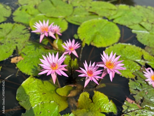 Pink water lilies bloom among green lily pads on dark water, creating a serene and picturesque aquatic scene, showcasing nature's tranquil beauty.
