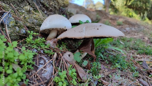 Wild Mushrooms Amid Nature's Greenery