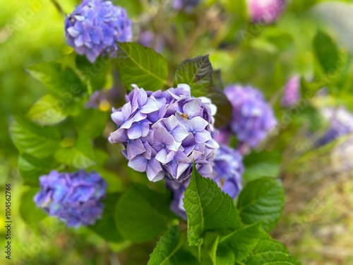 Close-up of lavender-blue hydrangea flowers with green, serrated leaves against a blurred garden backdrop, emphasizing natural beauty and tranquility.