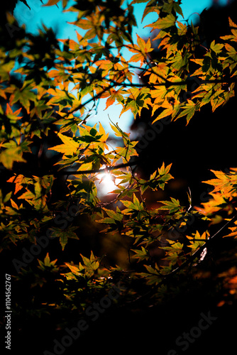 太陽に照らされる紅葉の葉