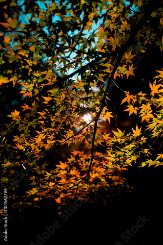 太陽に照らされる紅葉の葉