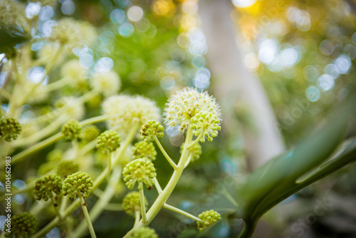 光に照らされる綿