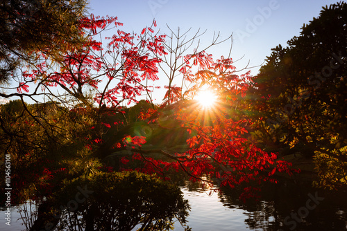 夕日に照らされる紅の葉