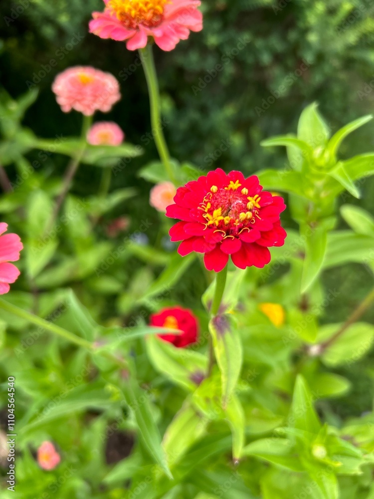 A vibrant red zinnia flower stands out amidst lush green leaves, with pink and yellow zinnias nearby, creating a colorful and lively garden scene. A vibrant red zinnia flower stands out amidst lush green leaves, with pink and yellow zinnias nearby, creating a colorful and lively garden scene.