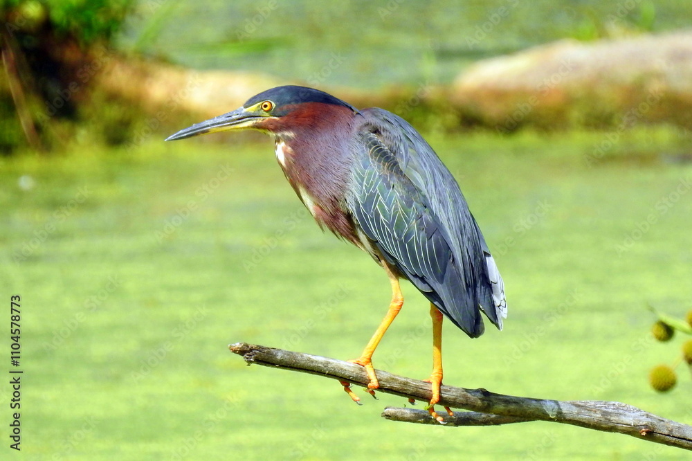Fototapeta premium Green Heron | Butorides virescens | North American Wading Bird