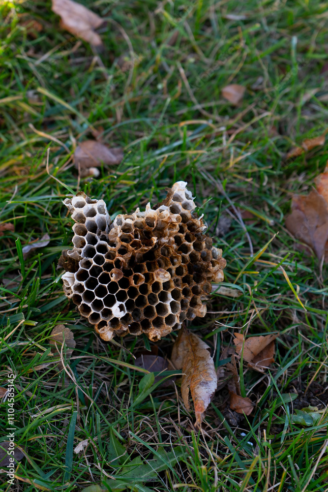 Wasp or bee honeycomb resting on green grass, highlighting natural textures. Wasp or bee honeycomb resting on green grass, highlighting natural textures.