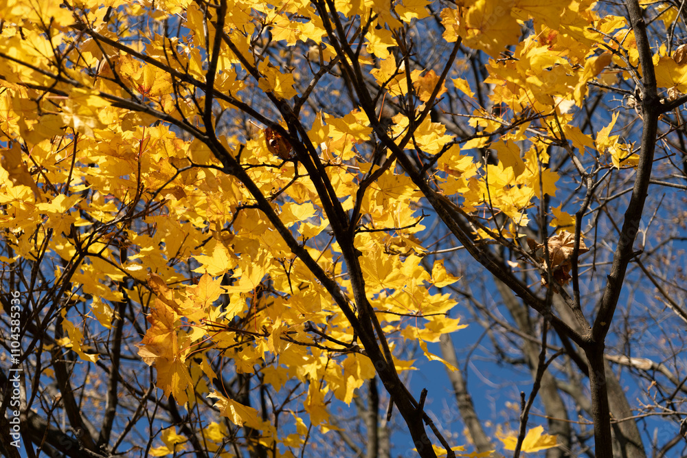 View from below of a tree canopy with vibrant yellow autumn leaves against the sky. View from below of a tree canopy with vibrant yellow autumn leaves against the sky.