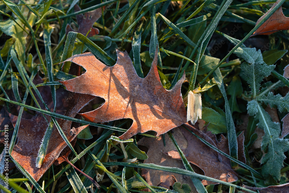 Close-up of oak leaves covered in delicate frost crystals, resting on green grass in a cold morning scene. Close-up of oak leaves covered in delicate frost crystals, resting on green grass in a cold morning scene.
