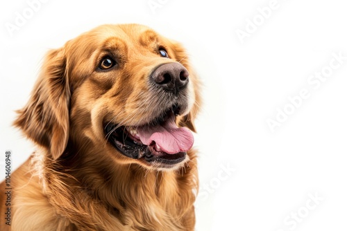 A close-up of a happy golden retriever with a friendly expression.