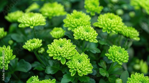 Unique green flowered miniature chrysanthemums photo