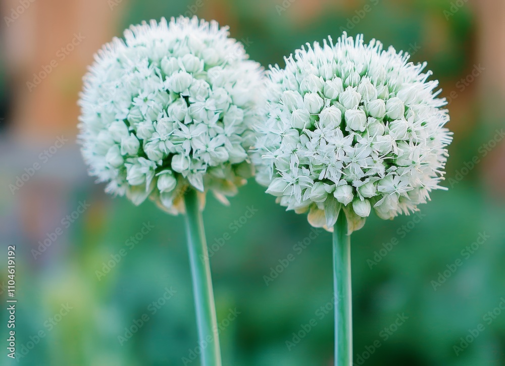 Globe thistles in a garden with green stems and leaves blooming in summer Globe thistles in a garden with green stems and leaves blooming in summer