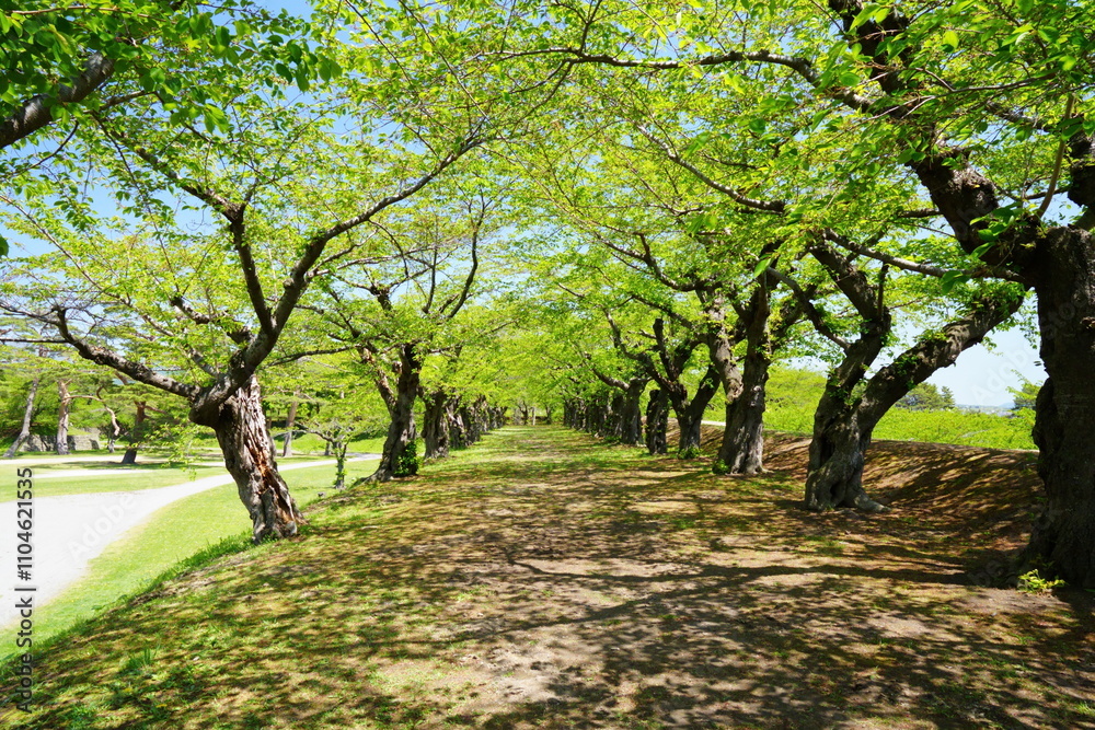 Obraz premium 函館五稜郭にあった新緑の土手の道