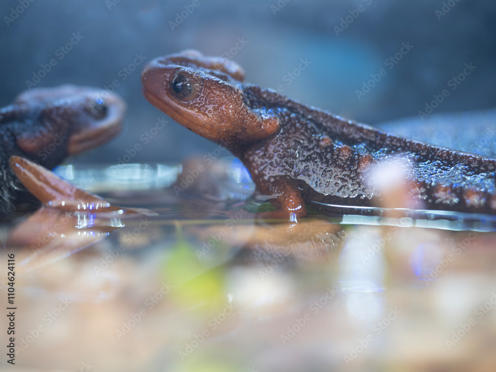 Salamander Inthanon or Himalayan newt at Inthanon national park in Chiang Mai, Thailand.