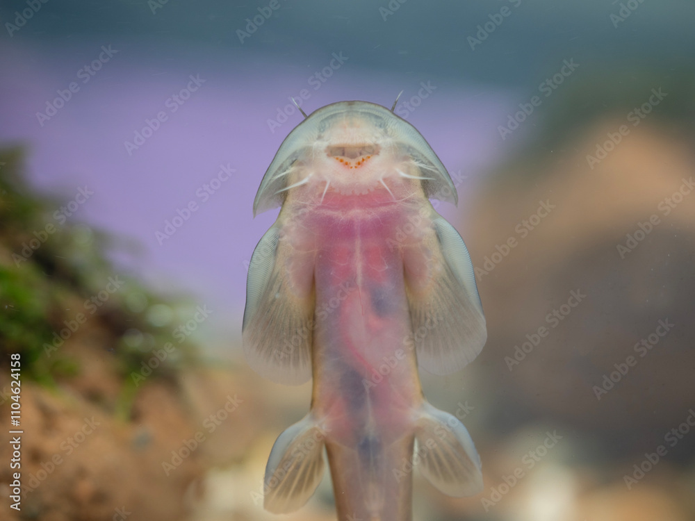 Siamese freshwater batfish Found only in one place in the world in Inthanon National Park, Chiang Mai Province, Thailand.